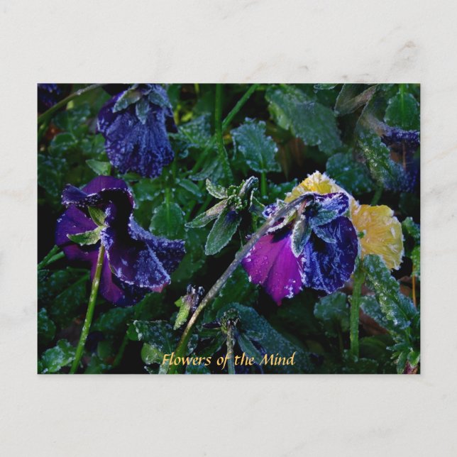 Carte Postale Pansy sucre, fleurs de l'esprit (Devant)
