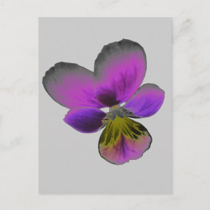 Carte postale Pansy Wild Dark Purple