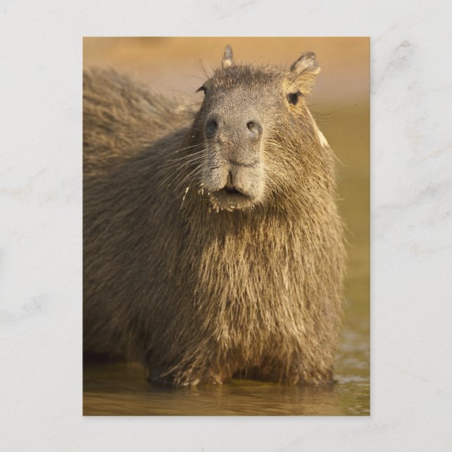 Carte Postale Pantanal, Brésil, Capybara, Hydrochoerus (Devant)