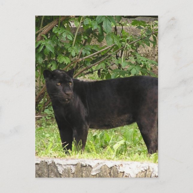 Carte postale Panther (Devant)