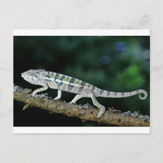 Carte Postale panther chameleon