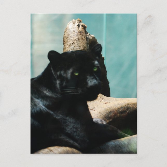 Carte Postale Panthère avec yeux percés (Devant)