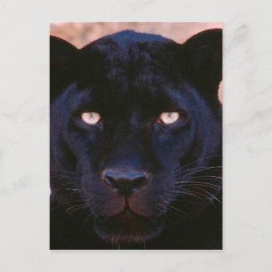 Carte Postale Panthère noire