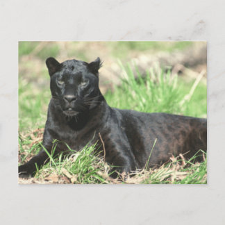 Carte Postale Panthère noire