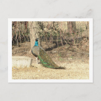 Carte Postale paon
