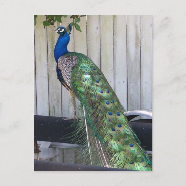 Carte Postale Paon (Devant)