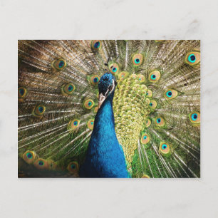 Carte Postale paon-377