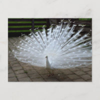 Paon blanc