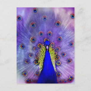 Carte Postale Paon Bleu Pastel Oiseau
