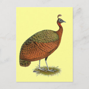 Carte Postale Paon :  Congo Peahen