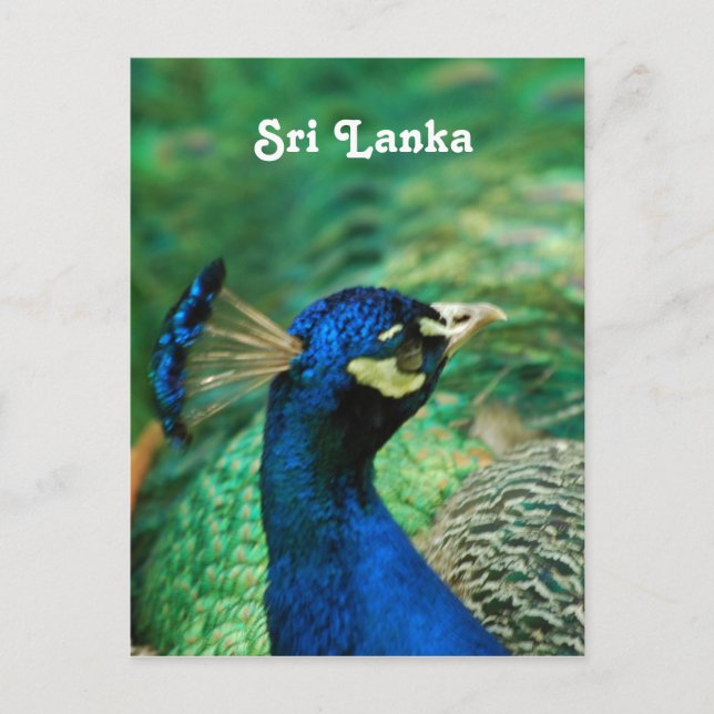 Carte Postale Paon du Sri Lanka (Devant)