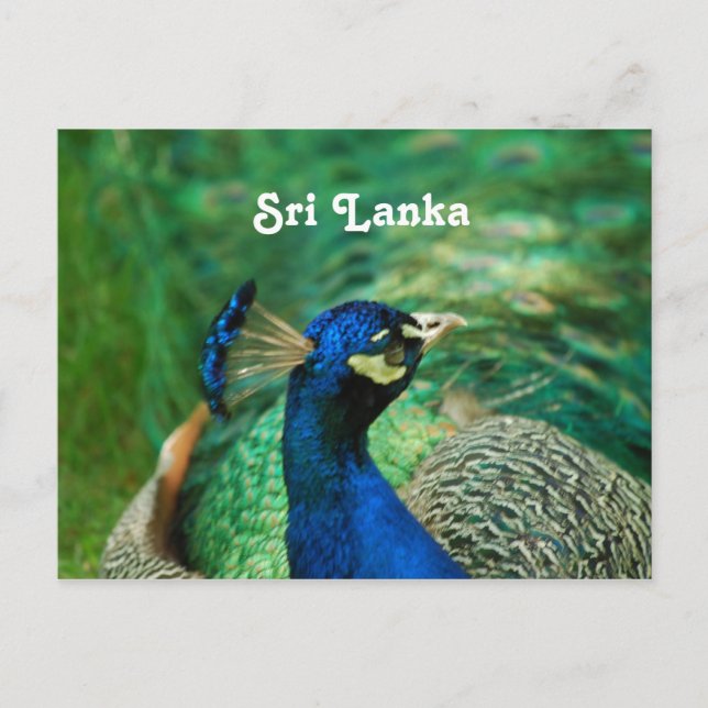 Carte Postale Paon du Sri Lanka (Devant)