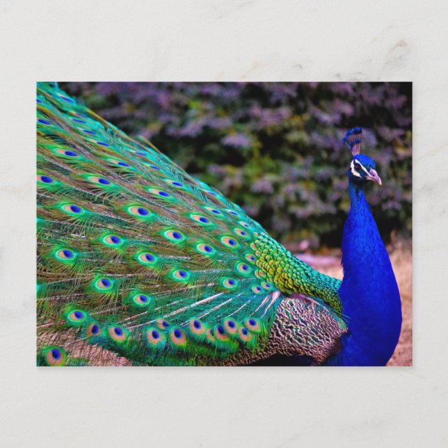 Carte Postale Paon indien (Pavo cristatus) (Devant)