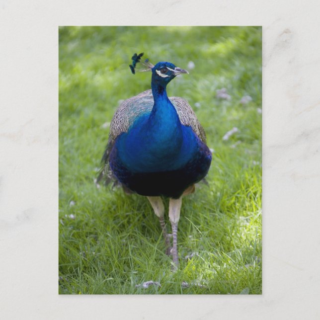 Carte Postale Paon mâle (Pavo cristatus) (Devant)