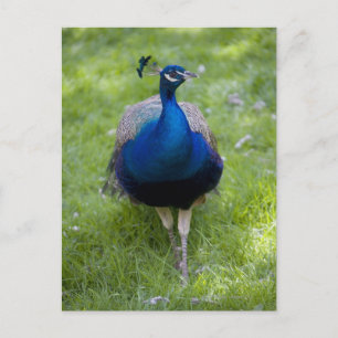 Carte Postale Paon mâle (Pavo cristatus)