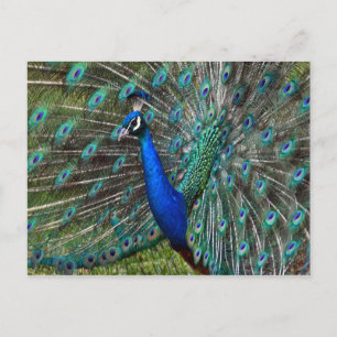 Carte Postale Paon masculin coloré