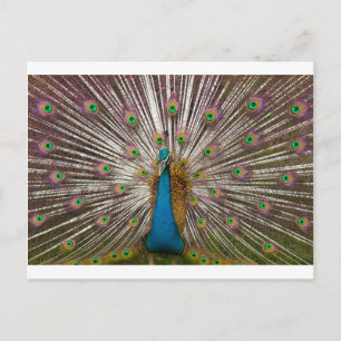 Carte Postale Paon paisible