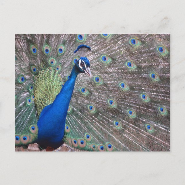 Carte Postale Paon vintage renversant (Devant)