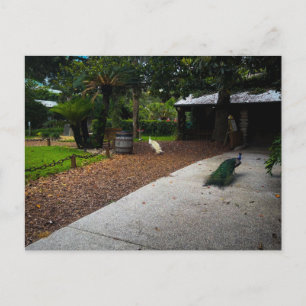 Carte Postale Paons en liberté à la fontaine de jouvence