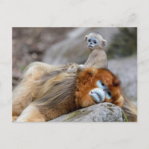Carte Postale Papa singe à nez doré avec bébé