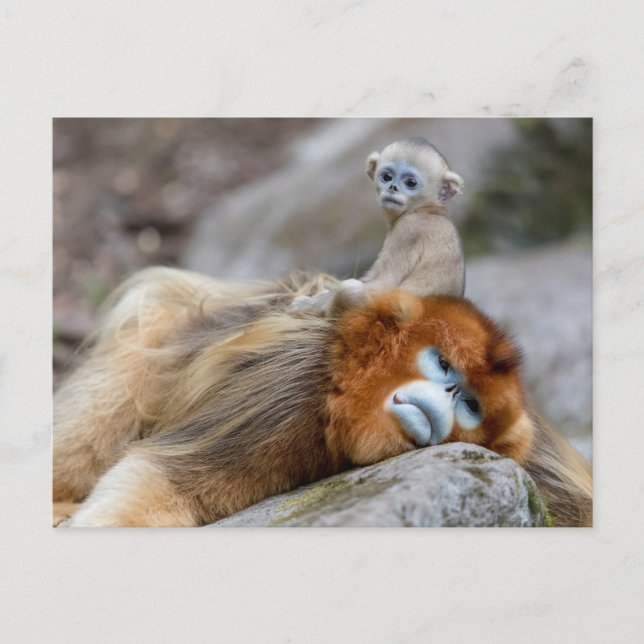 Carte Postale Papa singe à nez doré avec bébé (Devant)