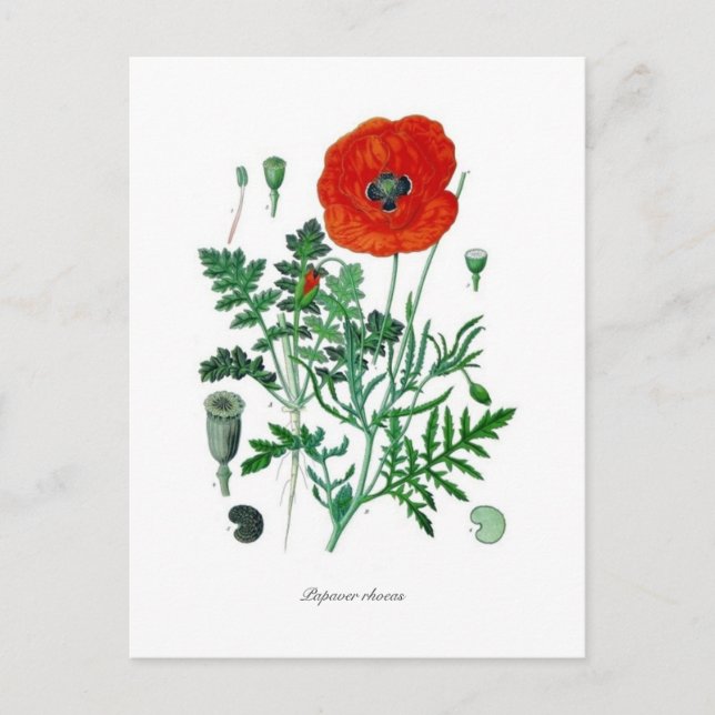 Carte Postale Papaver rhoeas (Devant)