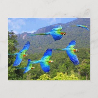 Carte Postale papeai