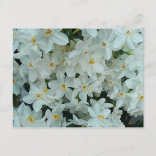Carte Postale Paperwhite Narcissus Fleurs blanches délicates