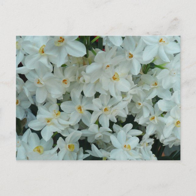Carte Postale Paperwhite Narcissus Fleurs blanches délicates (Devant)
