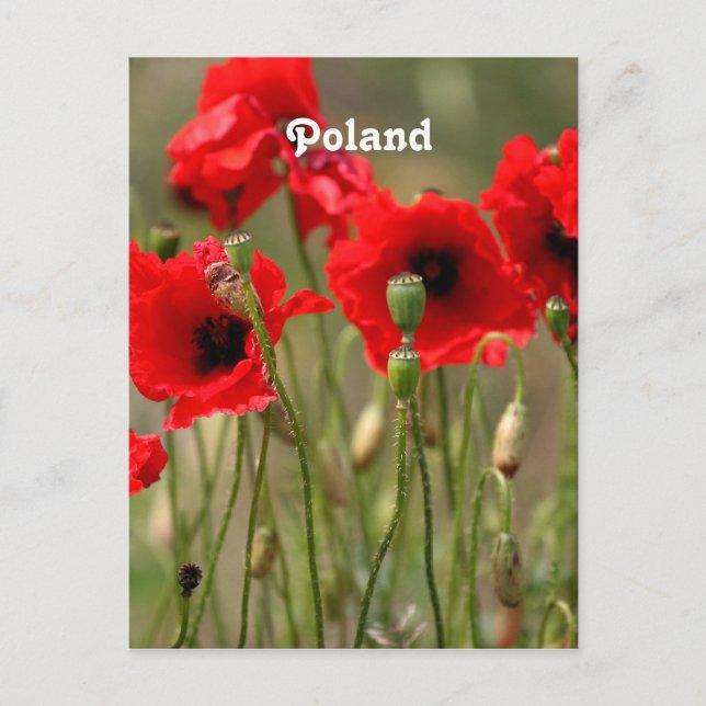 Carte Postale Papes rouges en Pologne (Devant)