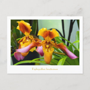 Carte Postale Paphiopedilum hirsutissimum
