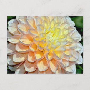 Carte postale papier dahlia rose et jaune