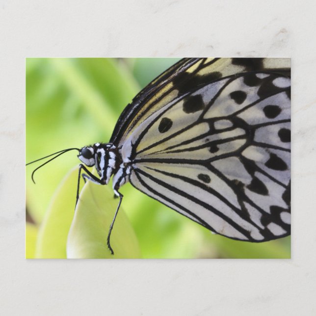 Carte Postale Papier papillon (Devant)