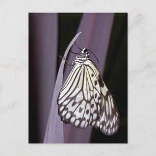 Carte Postale Papier papillon Kite sur violet