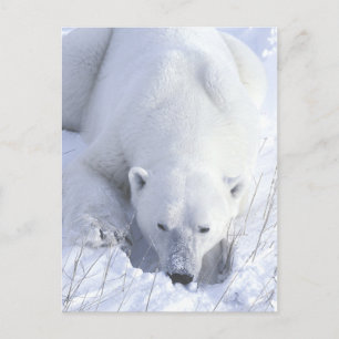Carte Postale Papier polaire