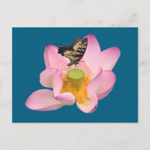 Carte Postale Papilio glaucus