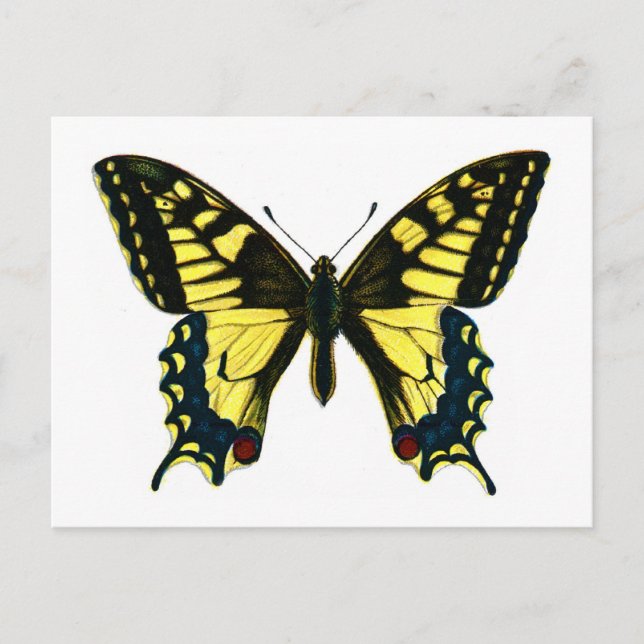 Carte Postale Papilio machaon (Devant)