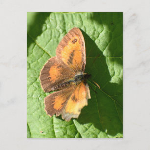 Carte Postale Papillon