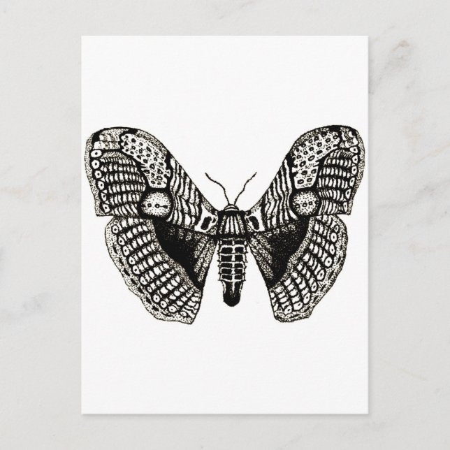 Carte Postale papillon (Devant)