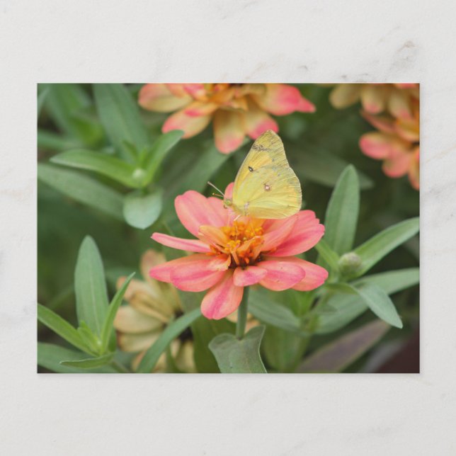 Carte Postale Papillon (Devant)