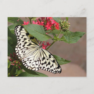 Carte postale papillon