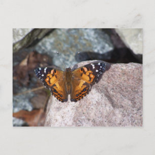 Carte Postale Papillon
