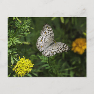 Carte postale papillon