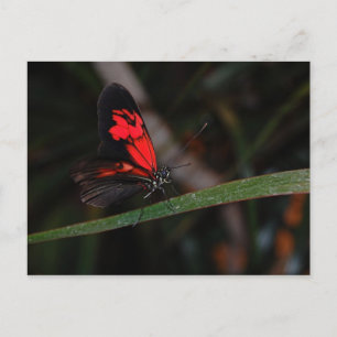Carte postale papillon