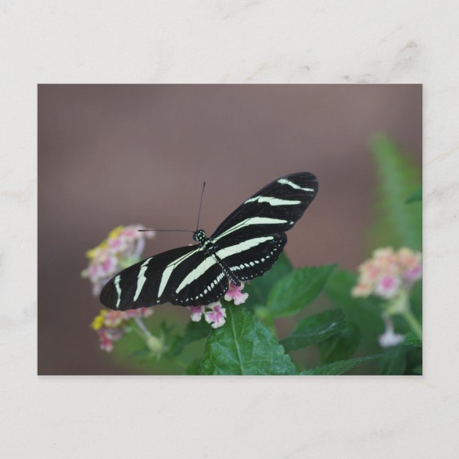 Carte Postale papillon (Devant)