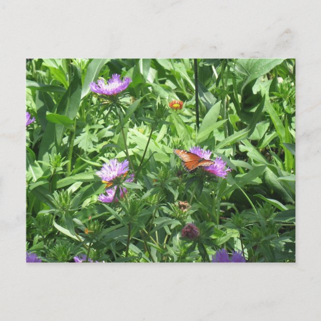 Carte Postale papillon (Devant)