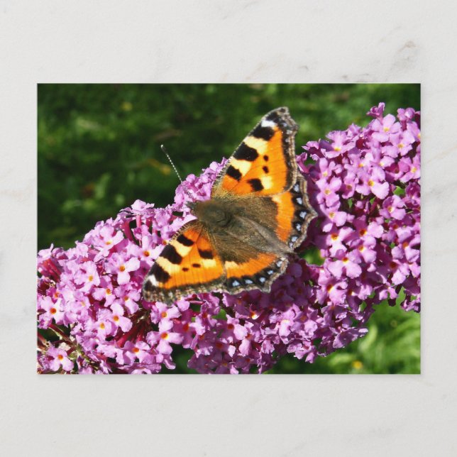 Carte Postale Papillon (Devant)