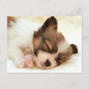 Carte Postale Papillon