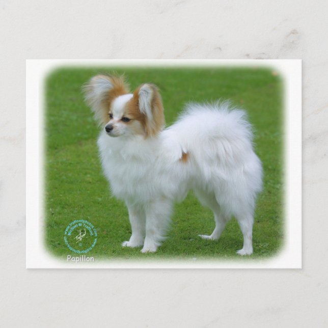 Carte Postale Papillon (Devant)