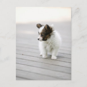 Carte Postale Papillon